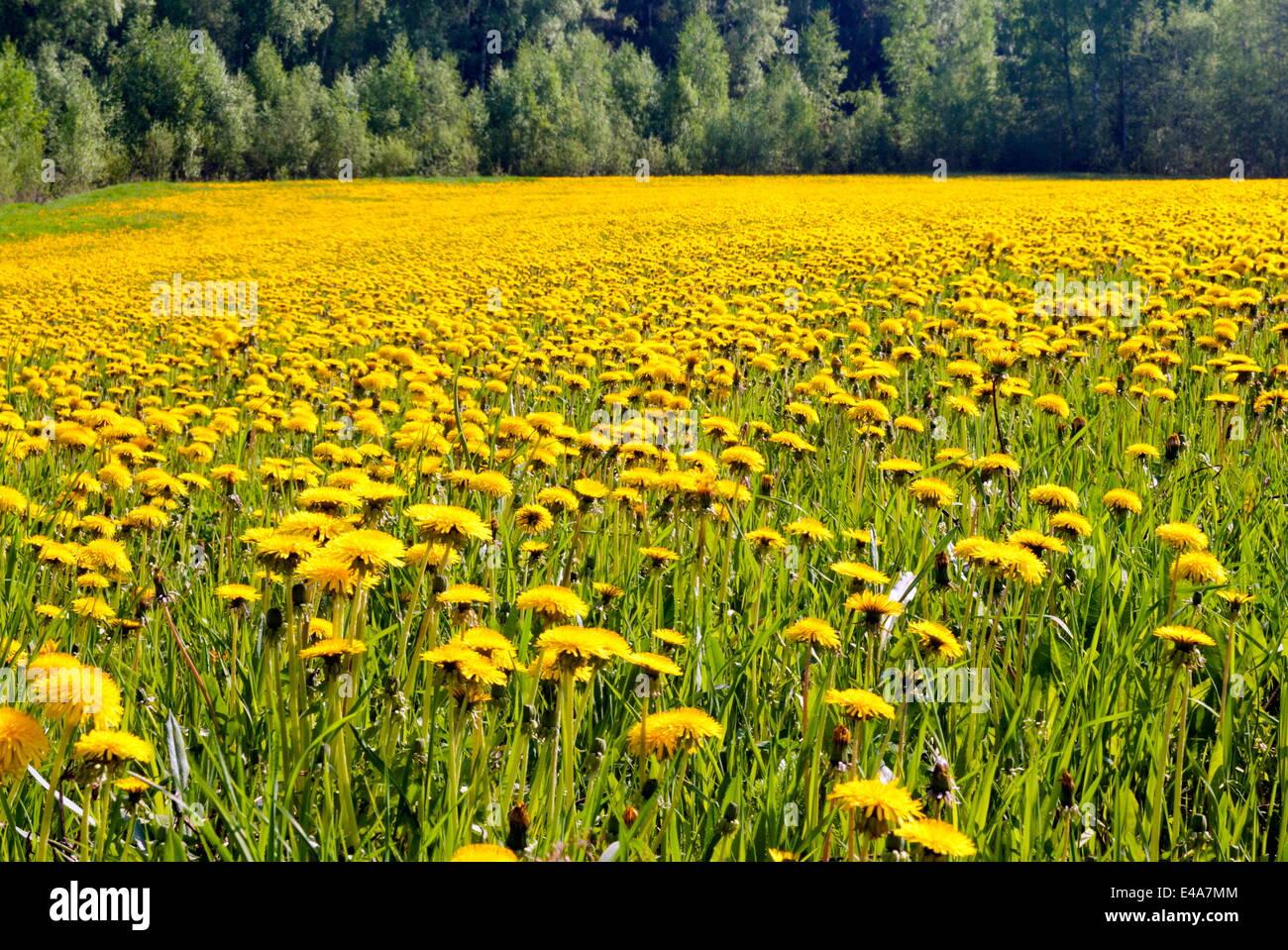 Fields at Varska, Estonia, Baltic States, Europe Stock Photo
