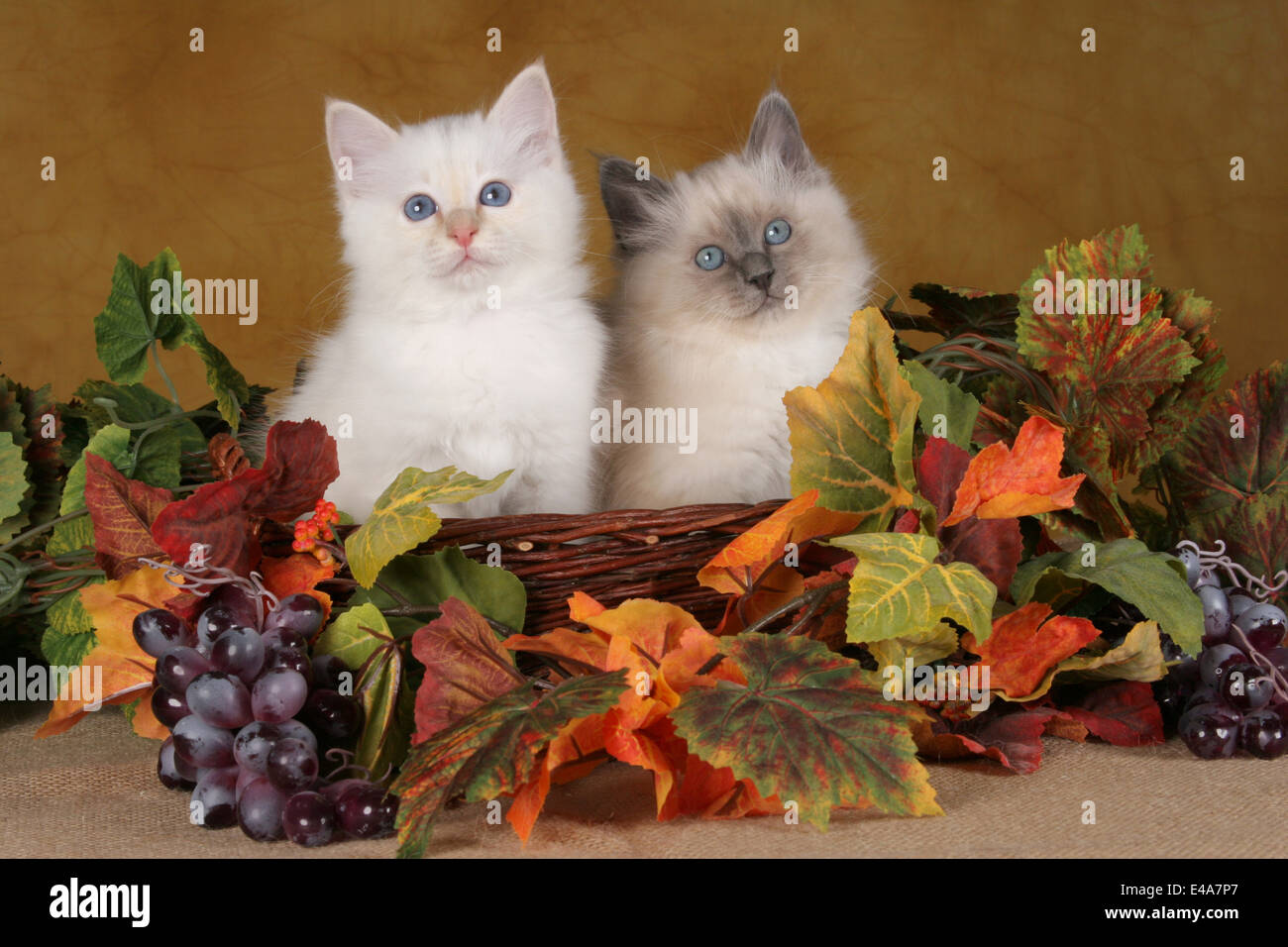 Semi Sweet Wine Stock Photos Semi Sweet Wine Stock Images