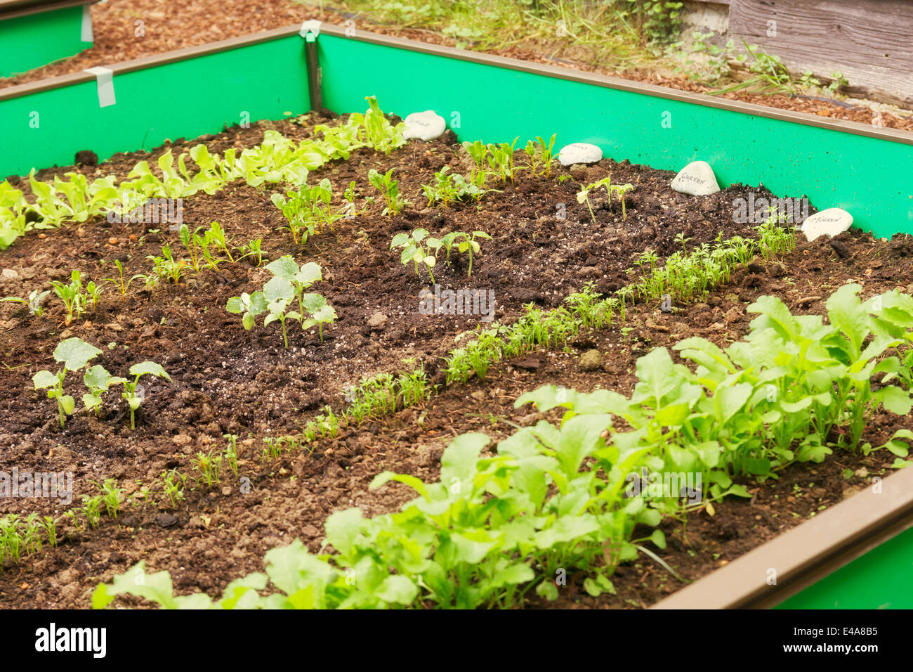 Garden with mixed vegetable patch and slug fence Stock Photo