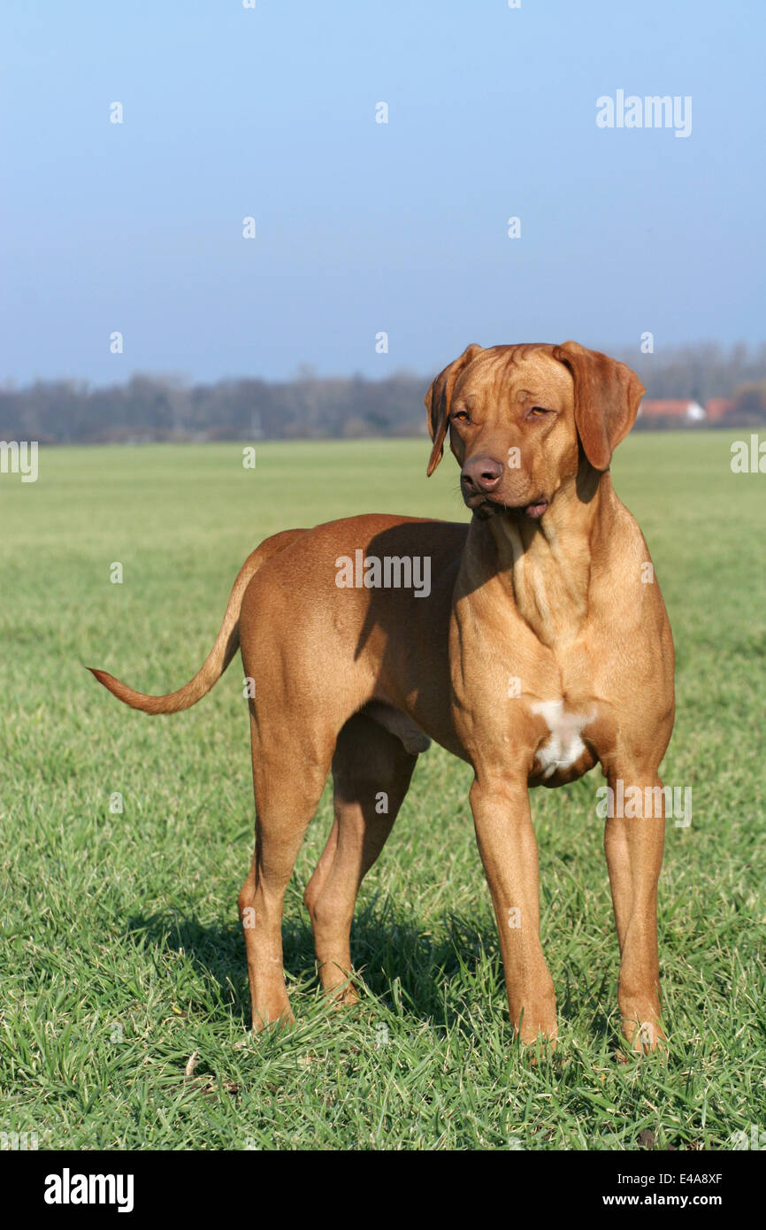 Livernose rhodesian hot sale ridgeback