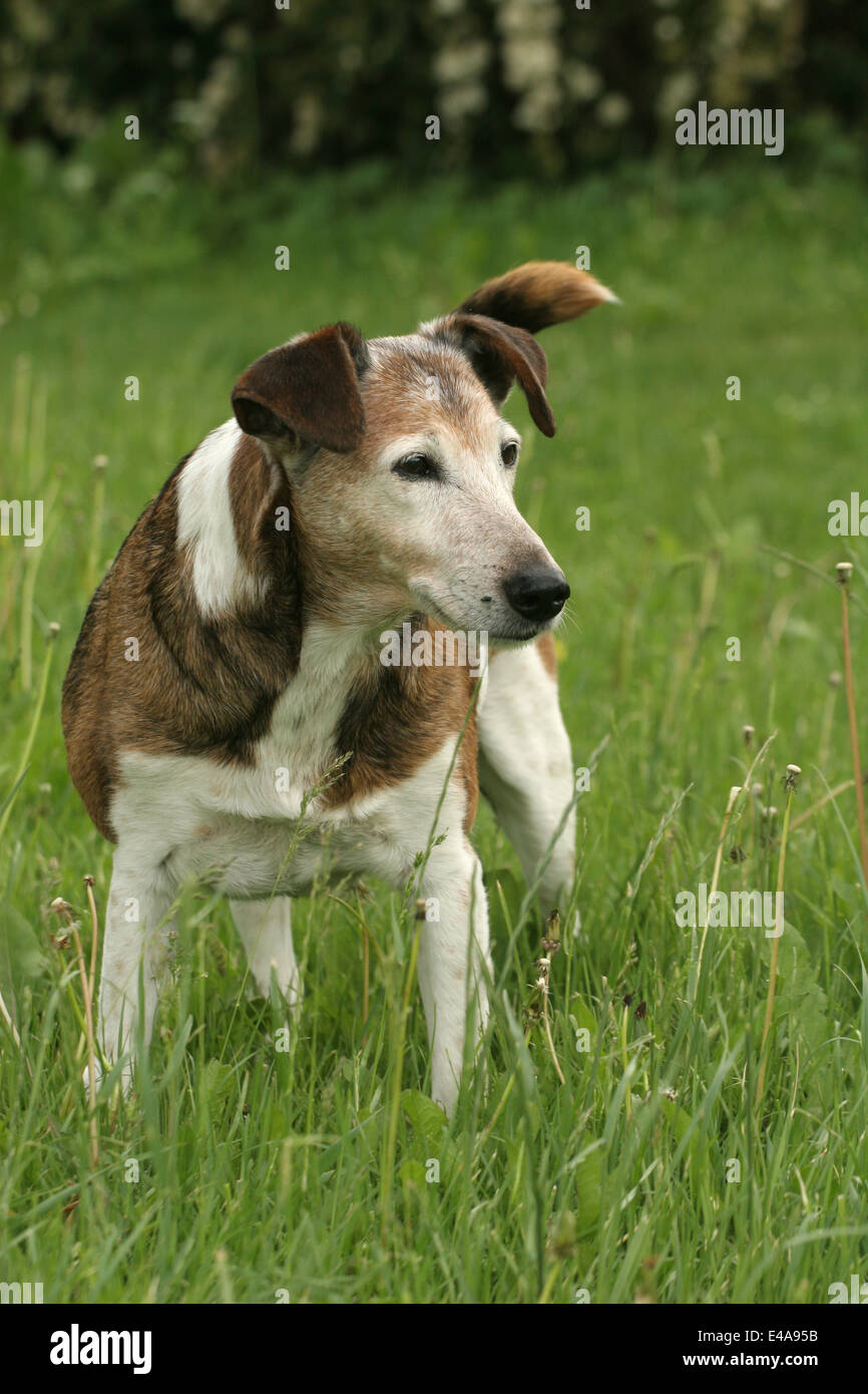 Canine crossbreed hires stock photography and images Alamy