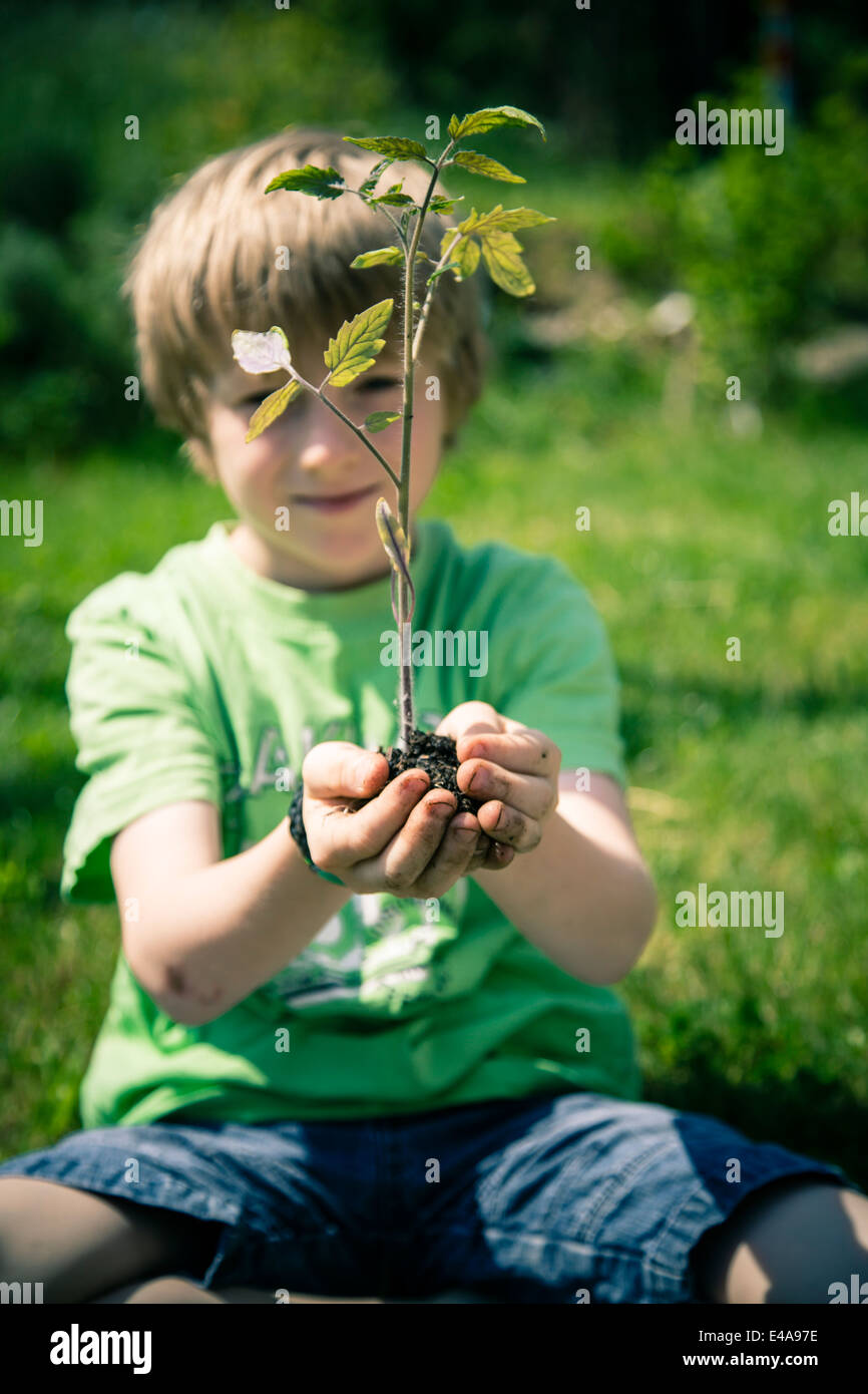 Little boy holding tomato plant in his hands Stock Photo - Alamy