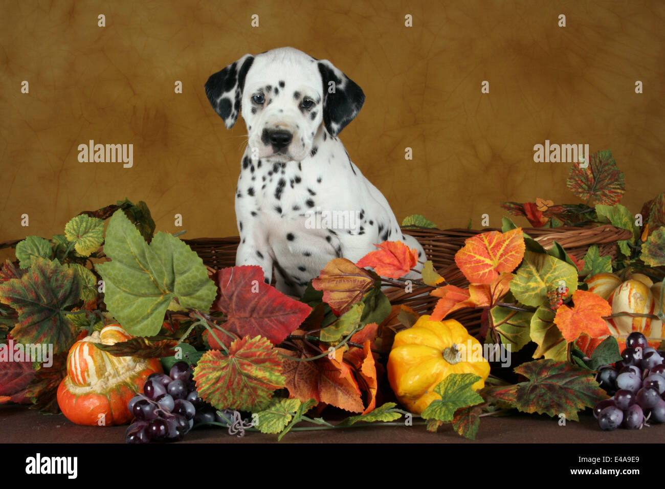 Dalmatian Puppy Stock Photo