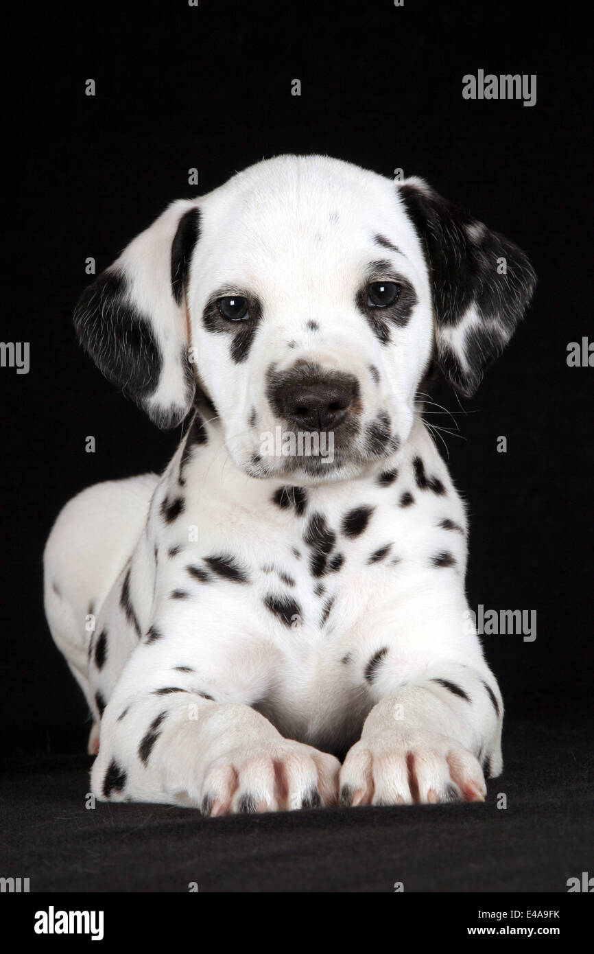 Dalmatian Puppy Stock Photo
