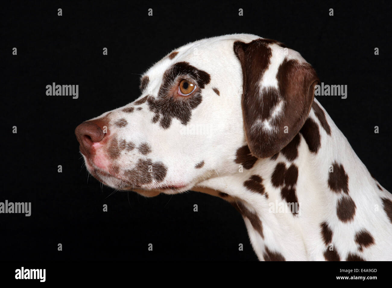 Dalmatian Portrait Stock Photo