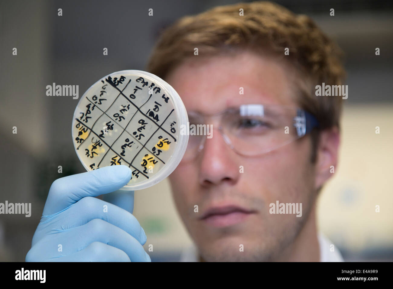 Scientist in a biological lab holding petri dish Stock Photo Alamy