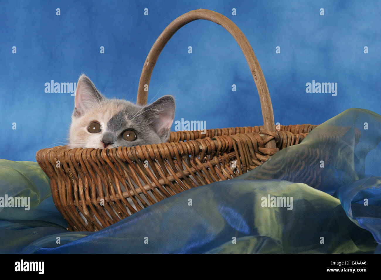 British Shorthair Kitten Stock Photo - Alamy