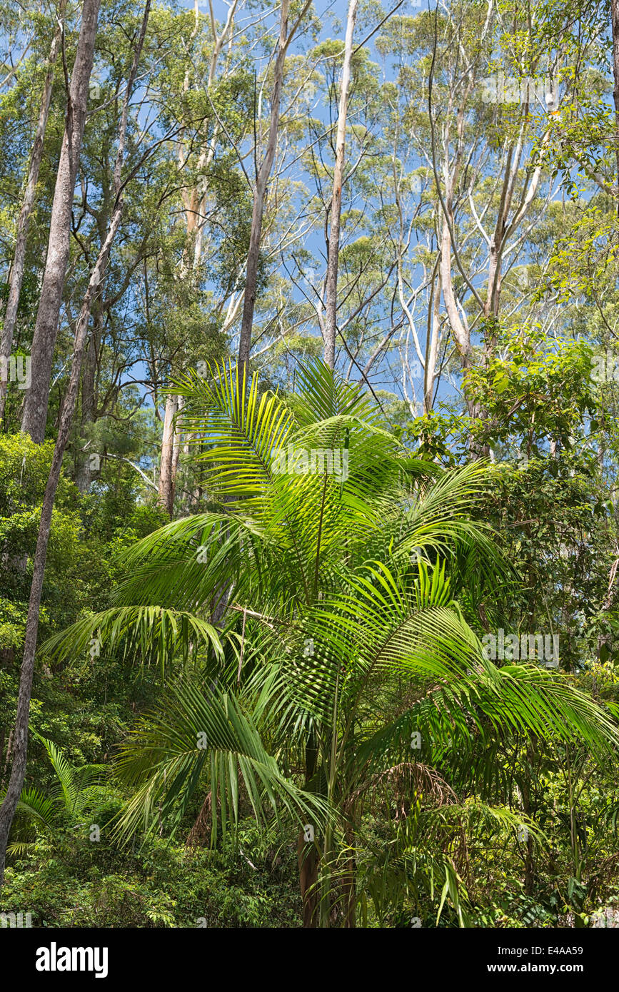 Australia, New South Wales, Mullumbimby, palm trees and eucalyptus ...