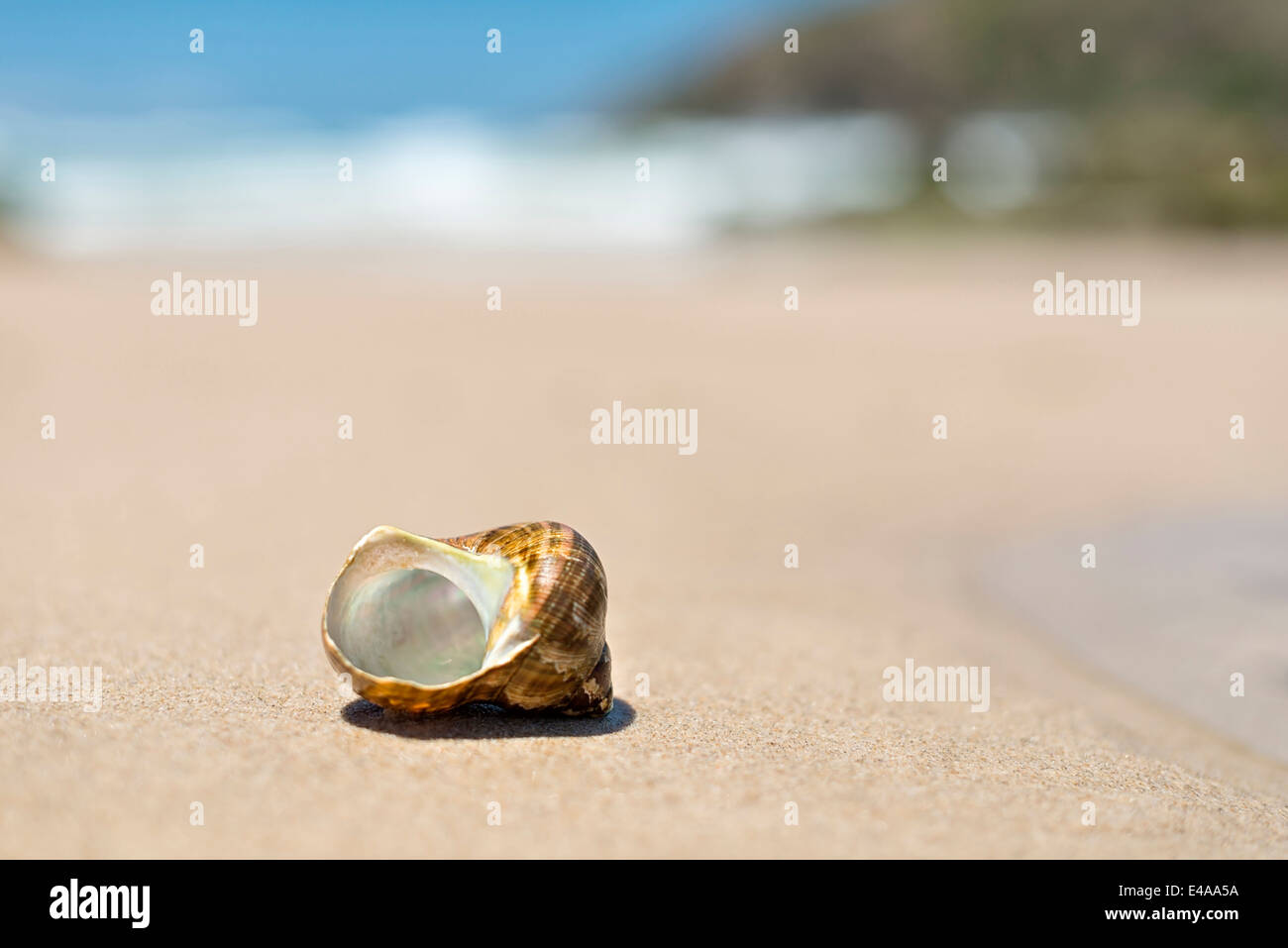 Australia, New South Wales, Broken Bay, shell of a sea snail at the beach Stock Photo Alamy