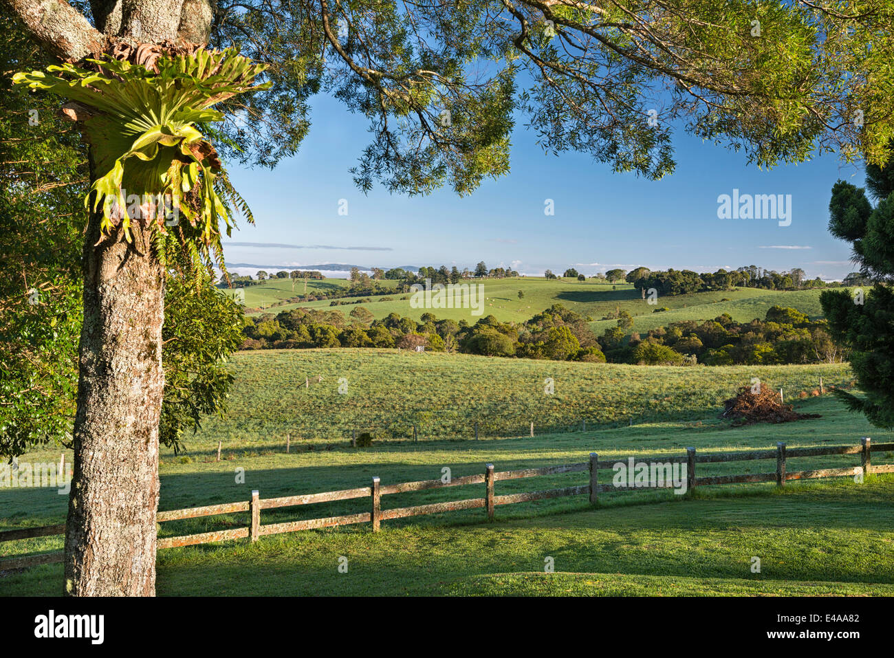 Australia, New South Wales, Dorrigo,  landscape in the morning light Stock Photo