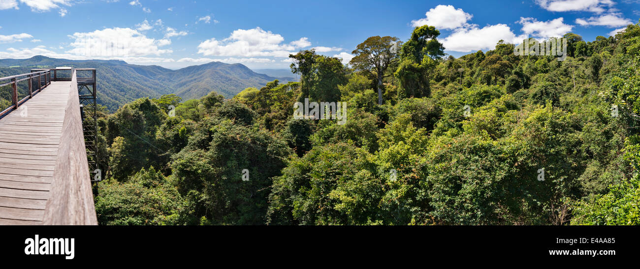 Australia, New South Wales, Dorrigo, rainforest canopy and the skywalk in the Dorrigo National Park Stock Photo