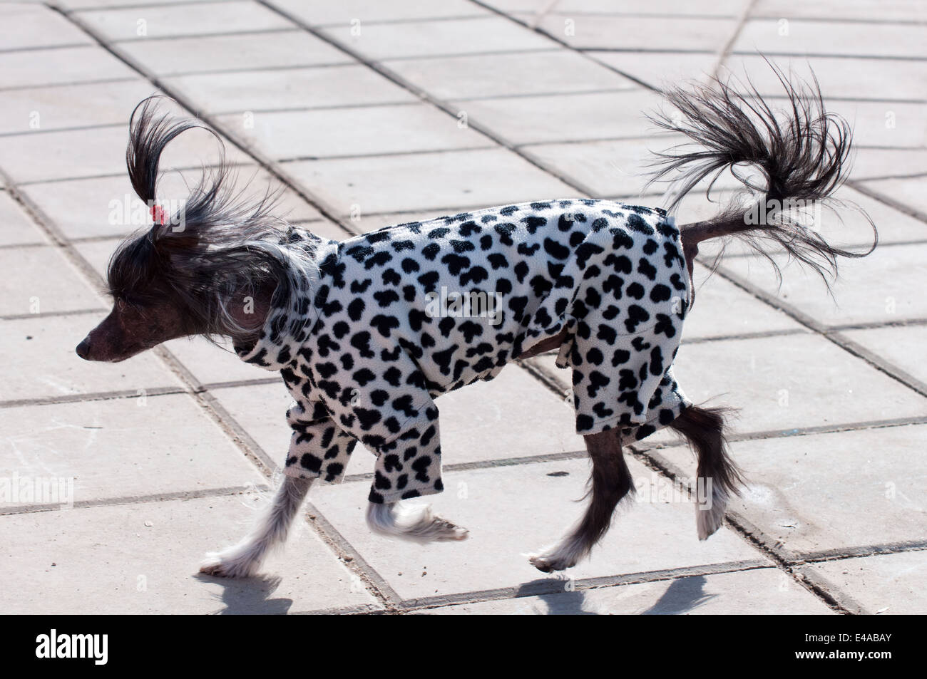 dog purebred Chinese crested alone animal summer grass outdoor air home walk pet park wood spotted overalls clothing costume nob Stock Photo