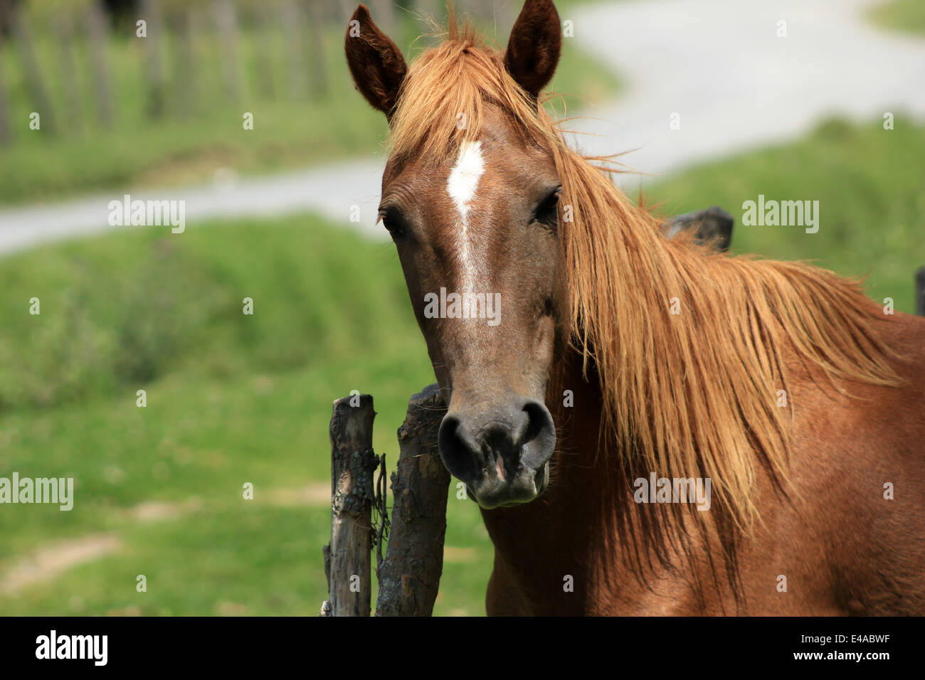 A brown horse grazing in a farmers pasture in Cotacachi, Ecuador Stock Photo