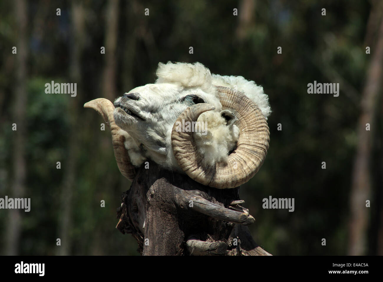 The head of a sheep drying on a stick in Cotacachi, Ecuador Stock Photo