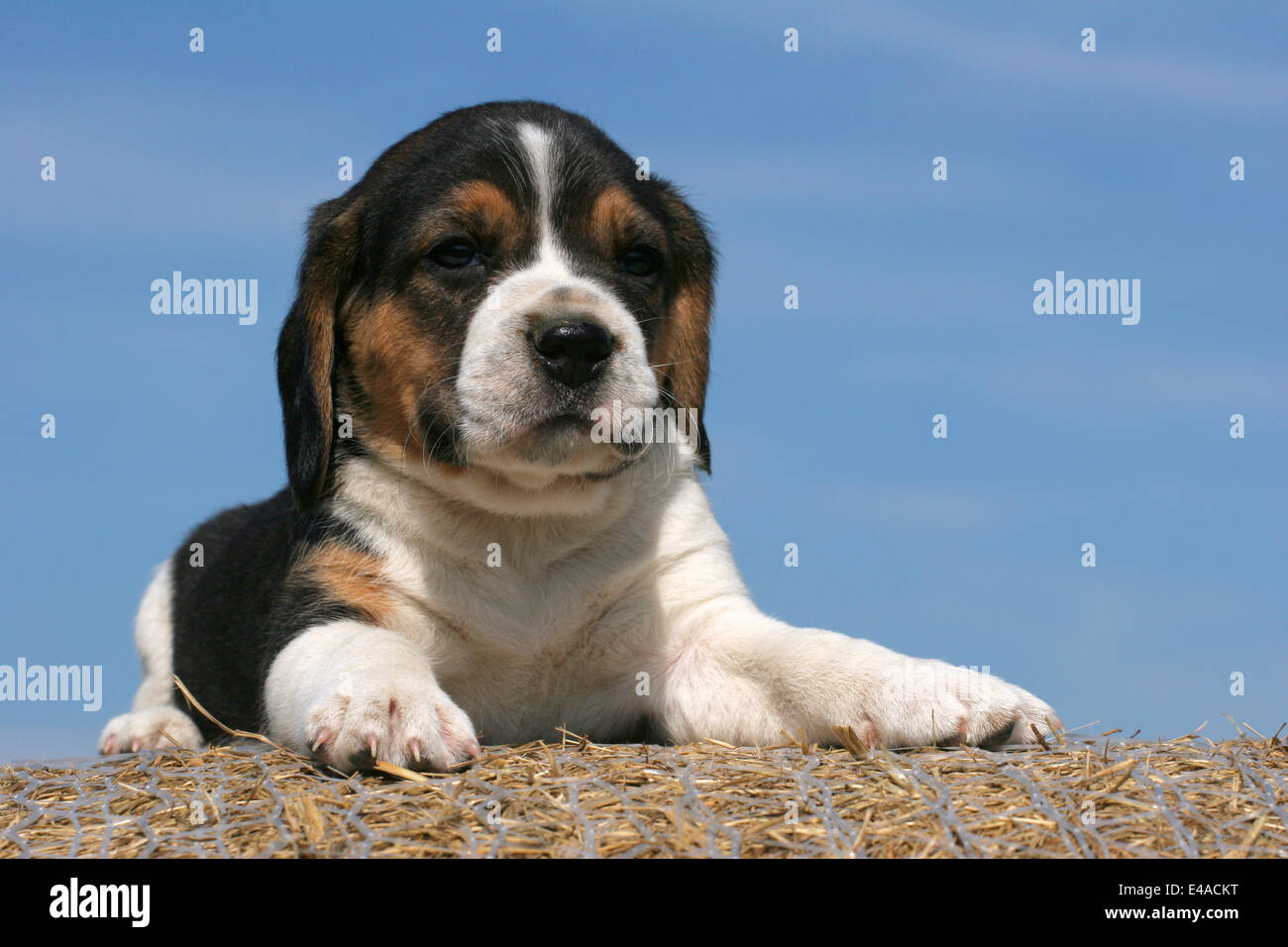 Beagle Puppy Stock Photo