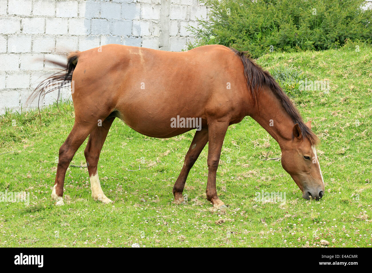 A brown horse grazing in a farmers pasture in Cotacachi, Ecuador Stock Photo