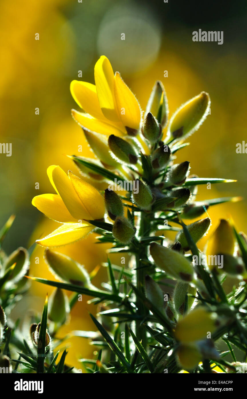 Common gorse buds and flowers in spring. Stock Photo