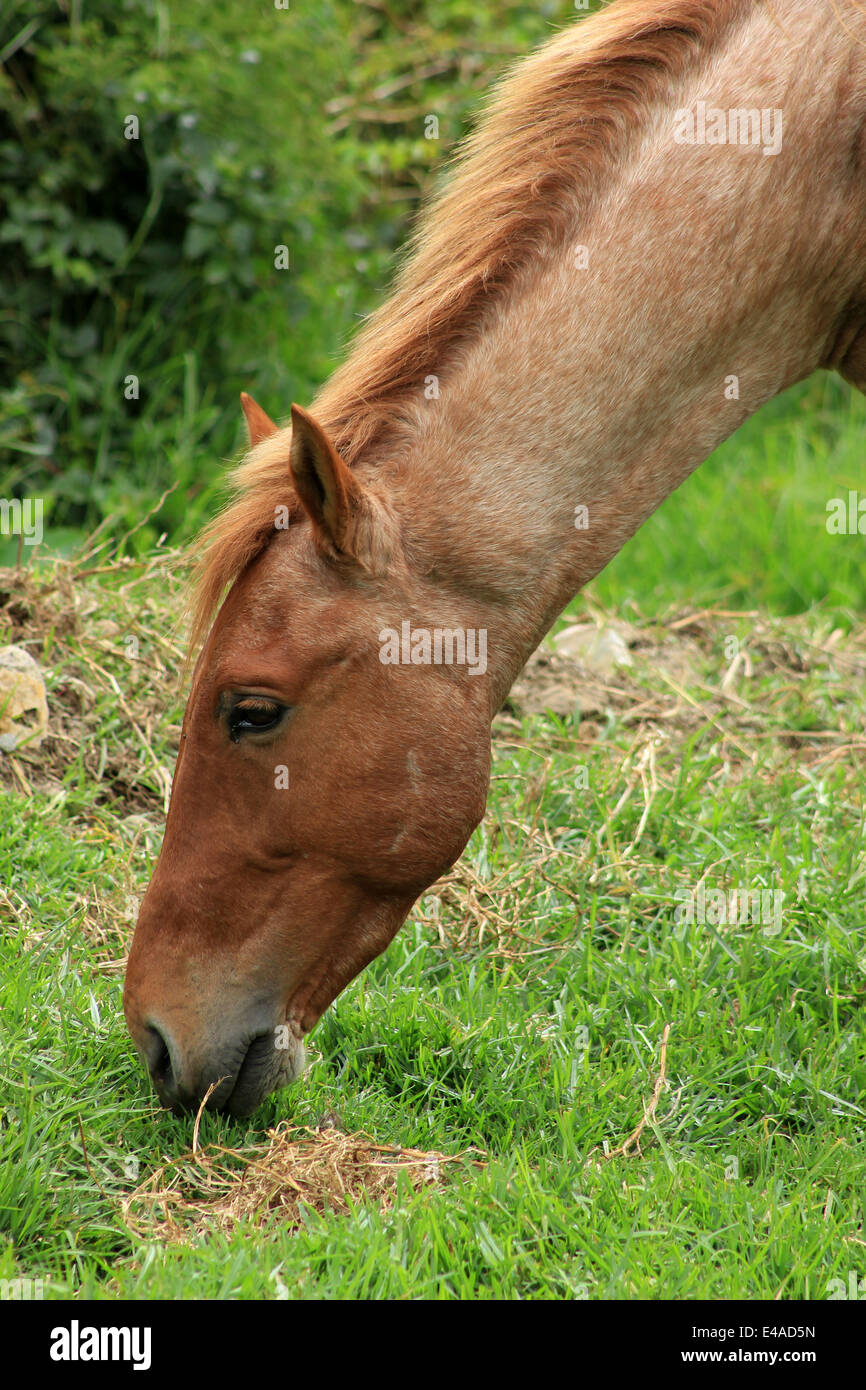 A brown horse grazing in a farmers pasture in Cotacachi, Ecuador Stock Photo