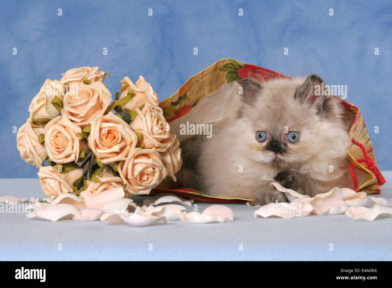 Persian roses hires stock photography and images Alamy