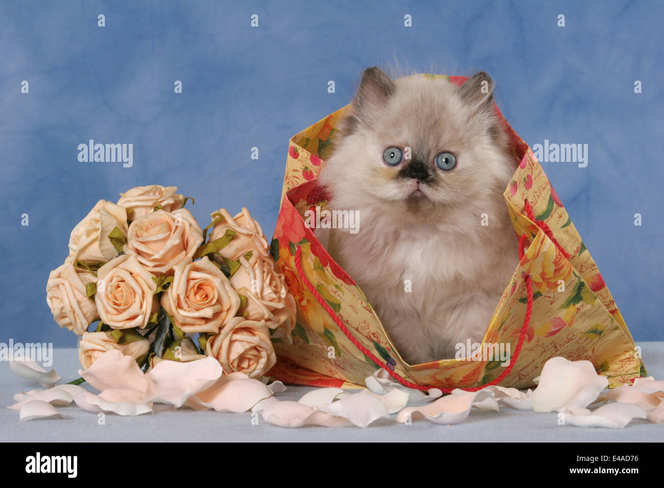 Persian roses hires stock photography and images Alamy