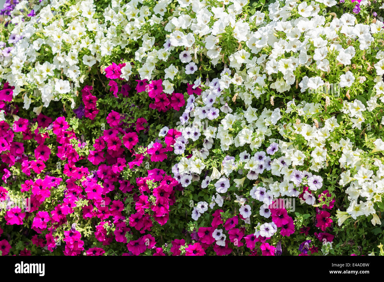 Purple And White Petunia Flowers Summer Blossom Stock Photo