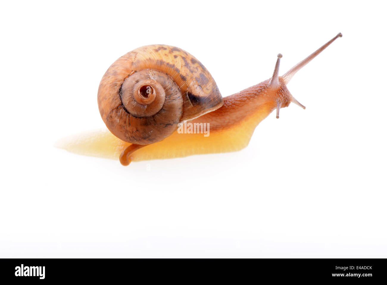 Snail on a white background Stock Photo