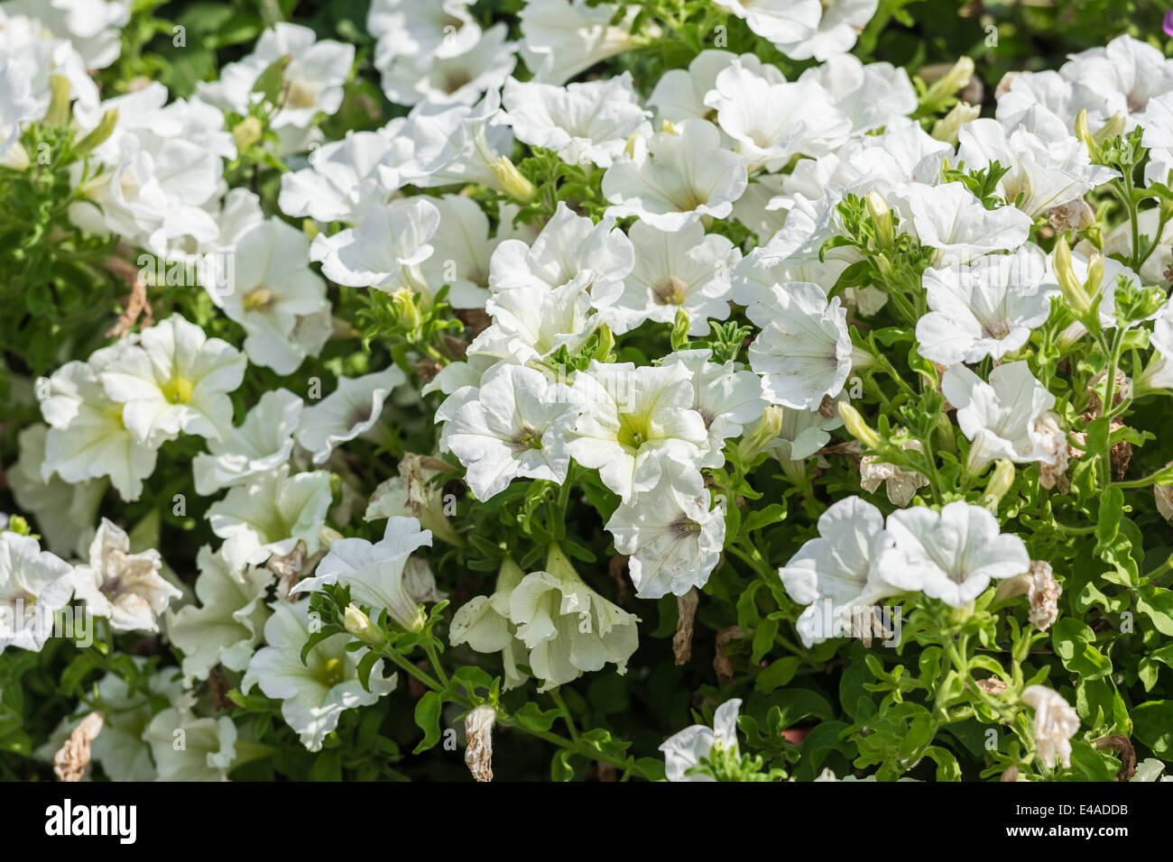 White Petunia Flowers Summer Blossom Stock Photo