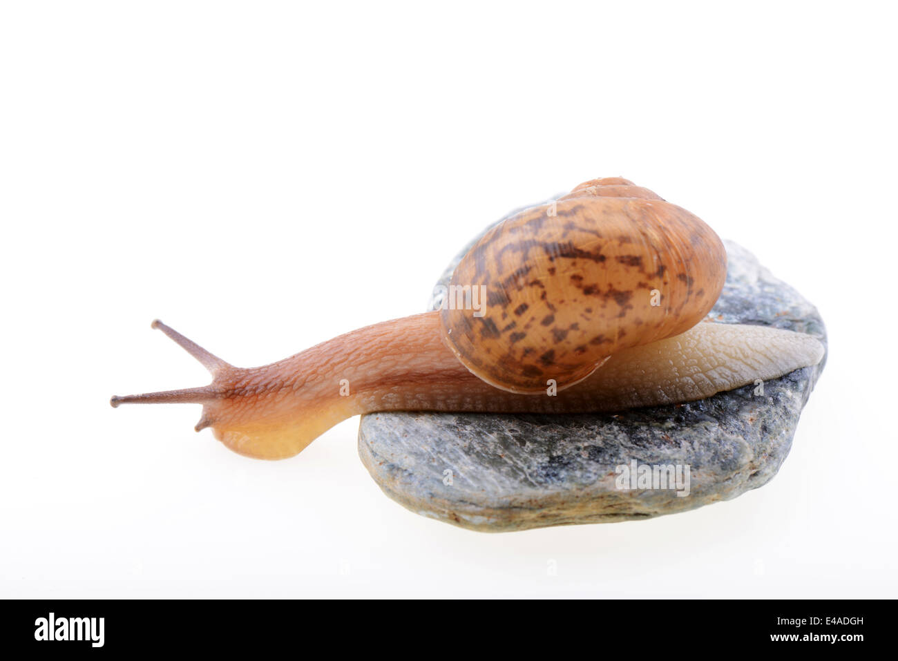 A snail crawls on a stone isolated on a white background Stock Photo