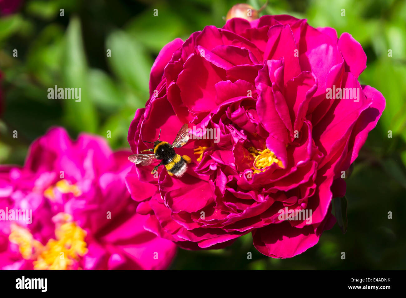 Germany, Hesse, Pink peony, Paeonia, and Buff-tailed bumblebee, Bombus terrestris Stock Photo