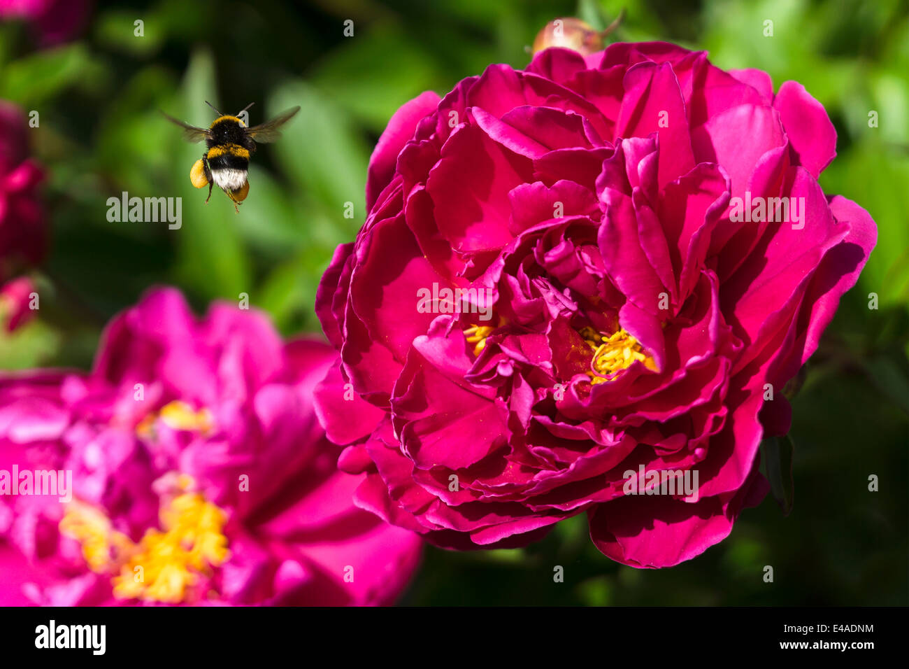 Germany, Hesse, Pink peony, Paeonia, and Buff-tailed bumblebee, Bombus terrestris, flying Stock Photo
