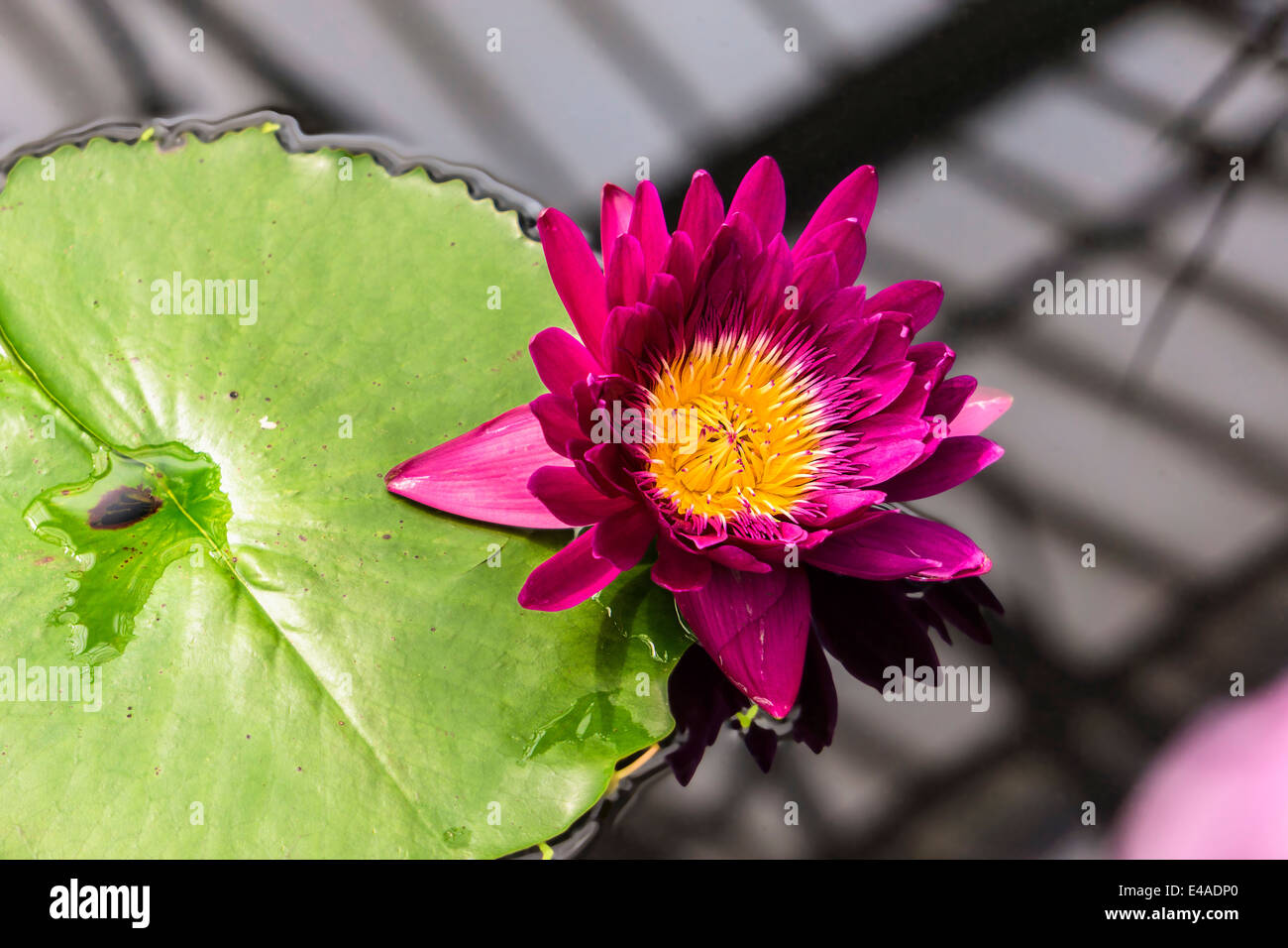 UK, London, Kew, Royal Botanic Gardens, Kew Gardens, pink water lily and lily pad Stock Photo