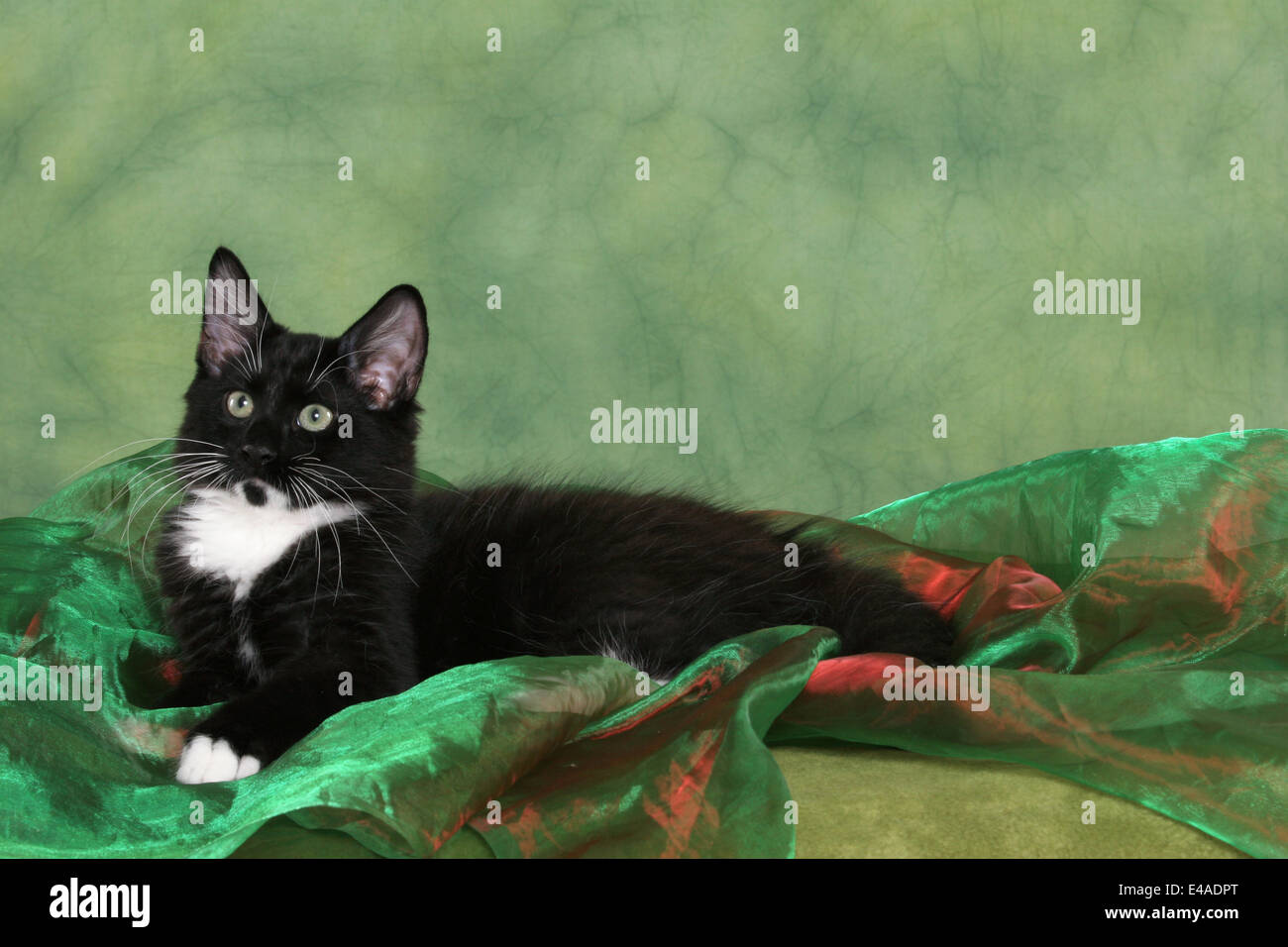 lying Norwegian Forest Cat Stock Photo Alamy