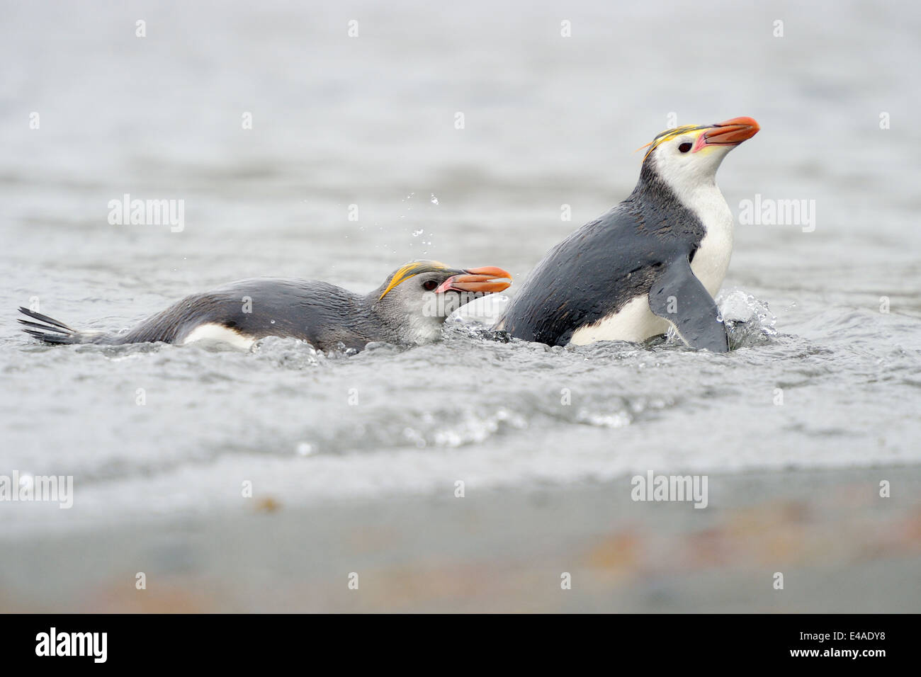 Two Royal Penguin (Eudyptes schlegeli) coming out the water on Macquarie Island, sub Antarctic waters of Australia. Stock Photo