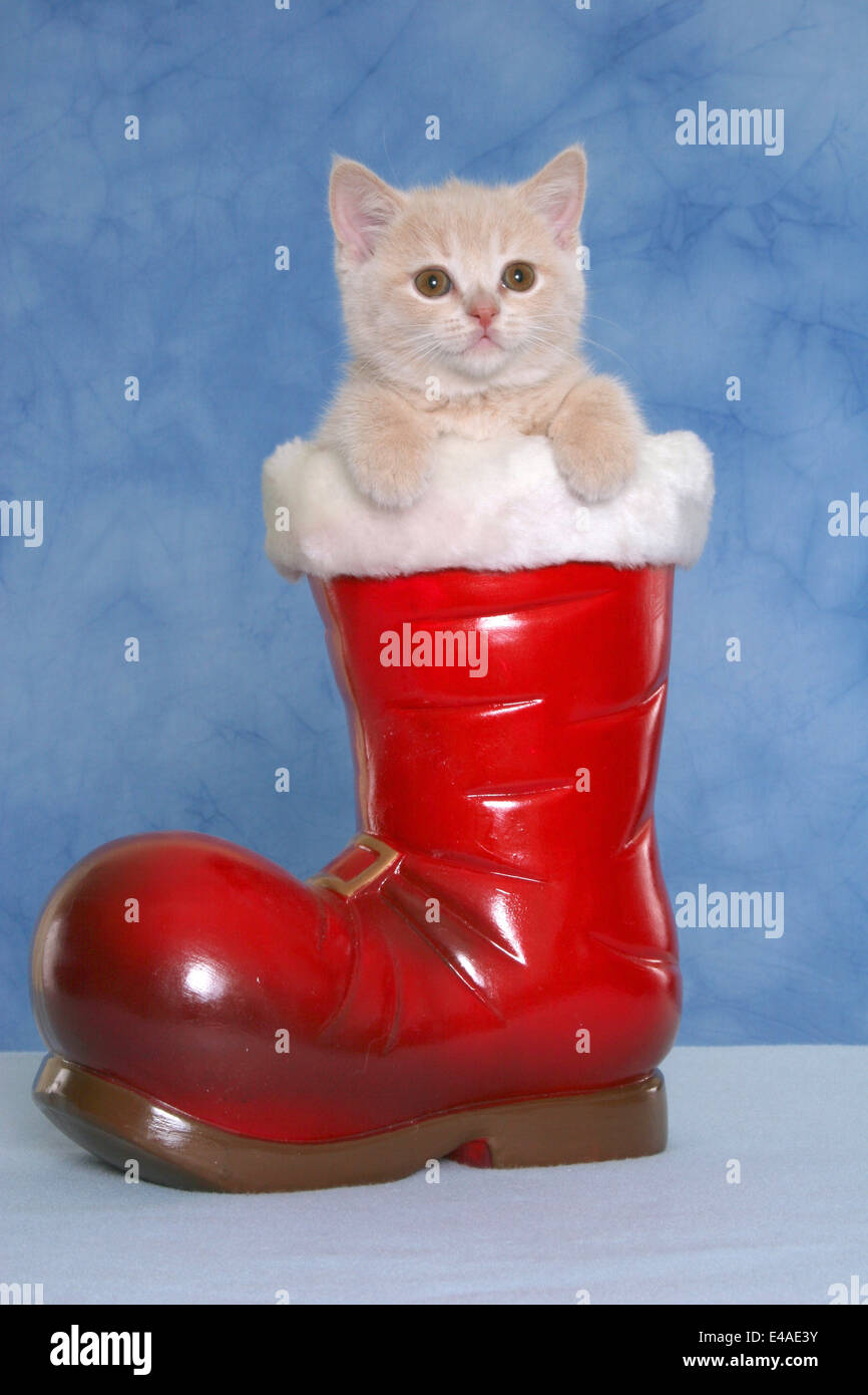 kitten in boot Stock Photo Alamy