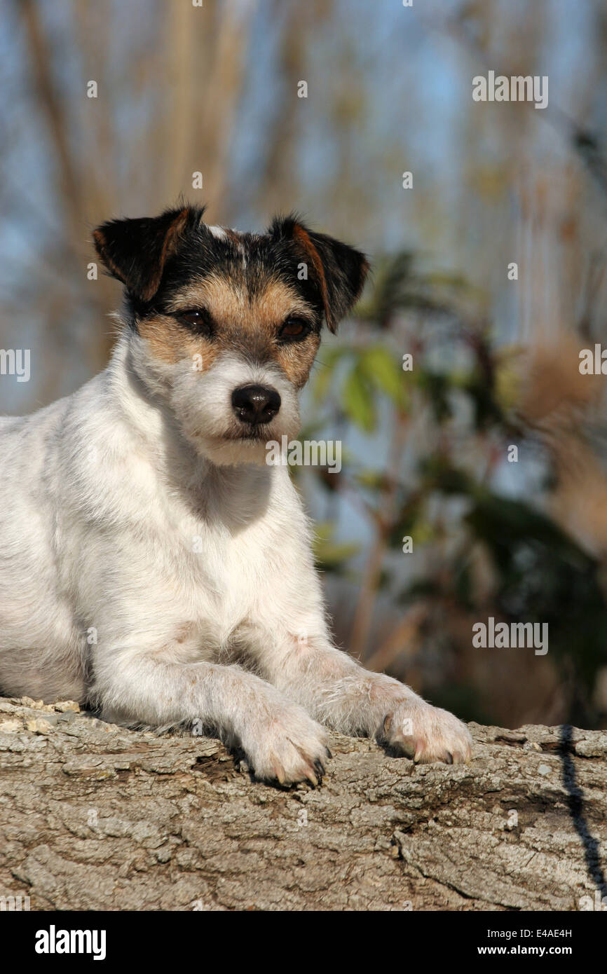 Parson Russell Terrier Stock Photo