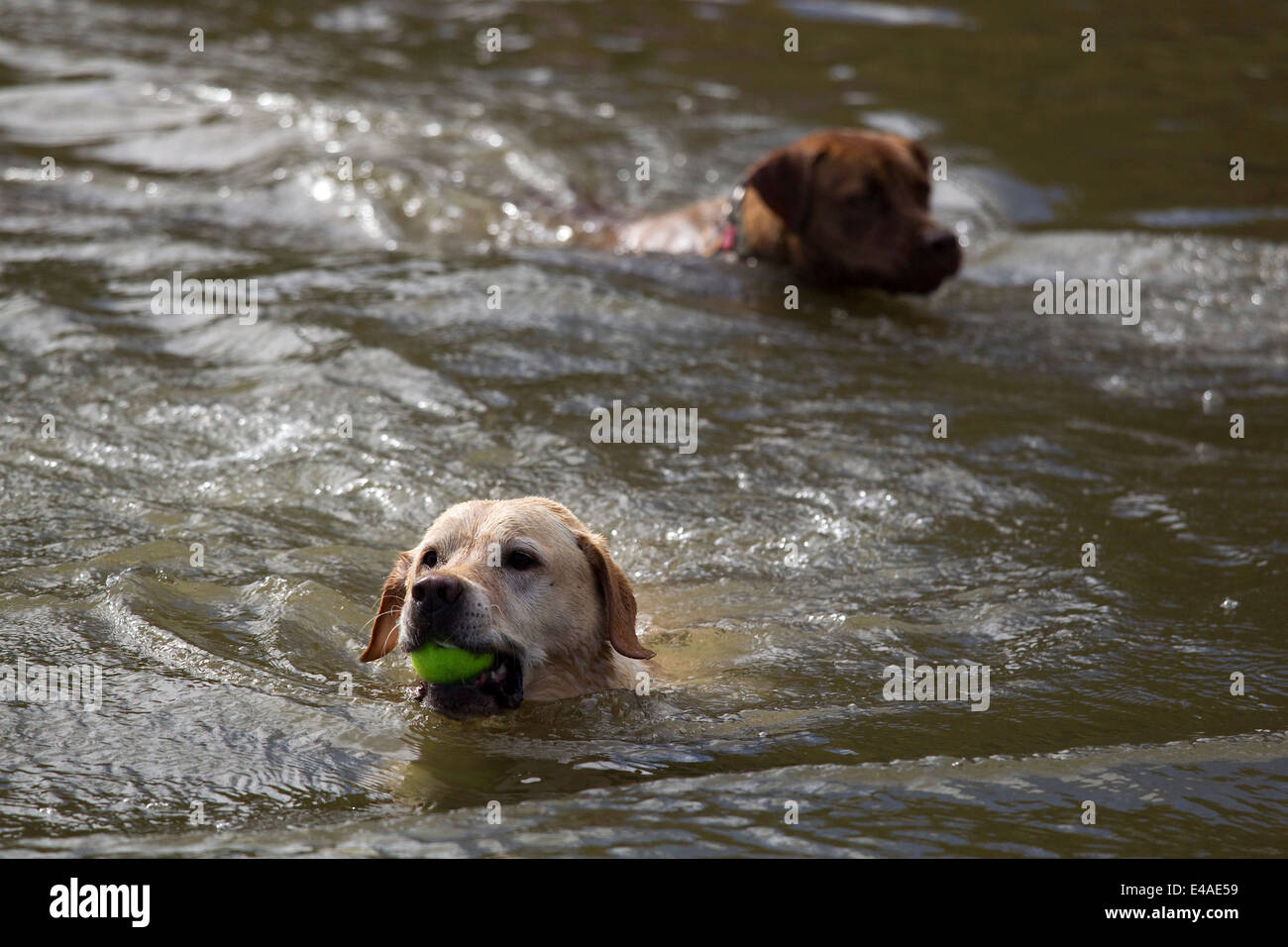 Two dogs swimming and retrieving balls Stock Photo