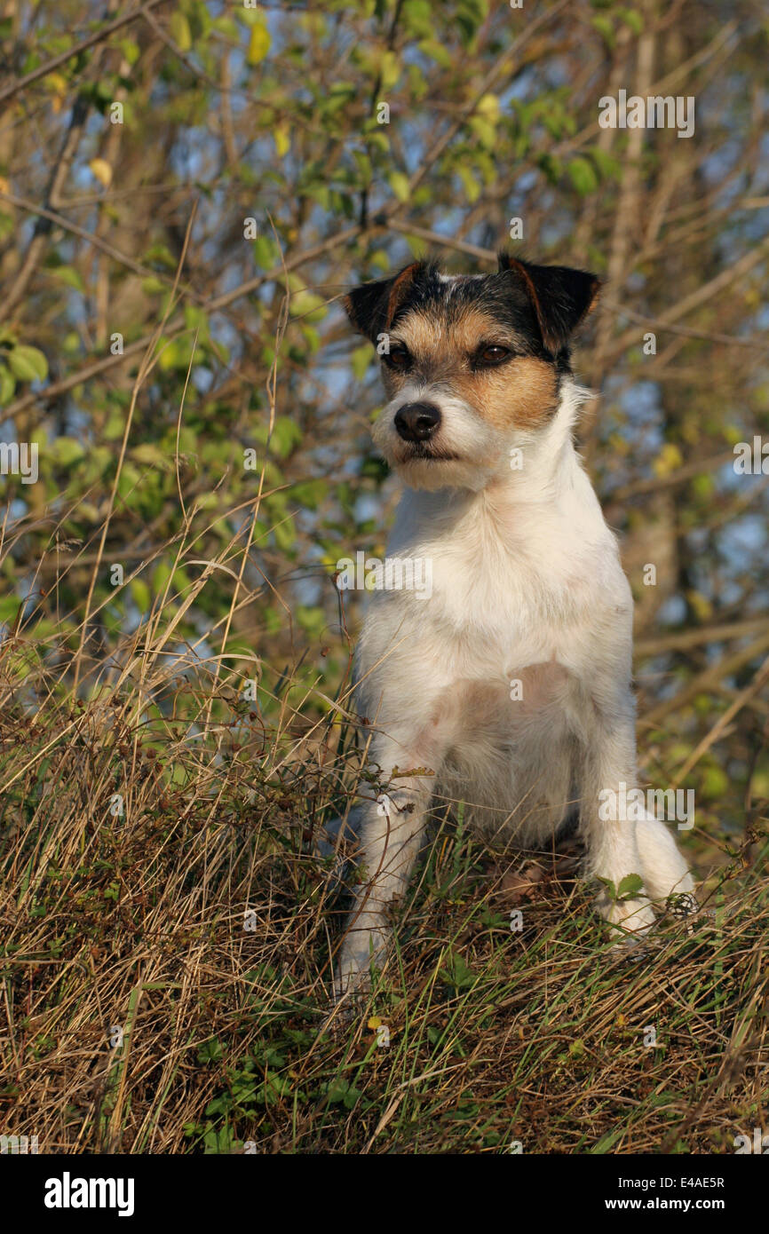 sitting Parson Russell Terrier Stock Photo