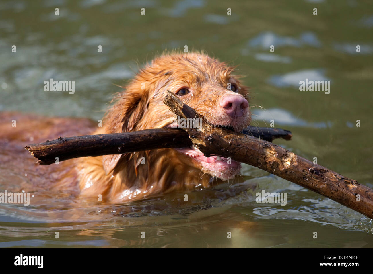 Golden Retriever dog swims with stick in its mouth. Stock Photo