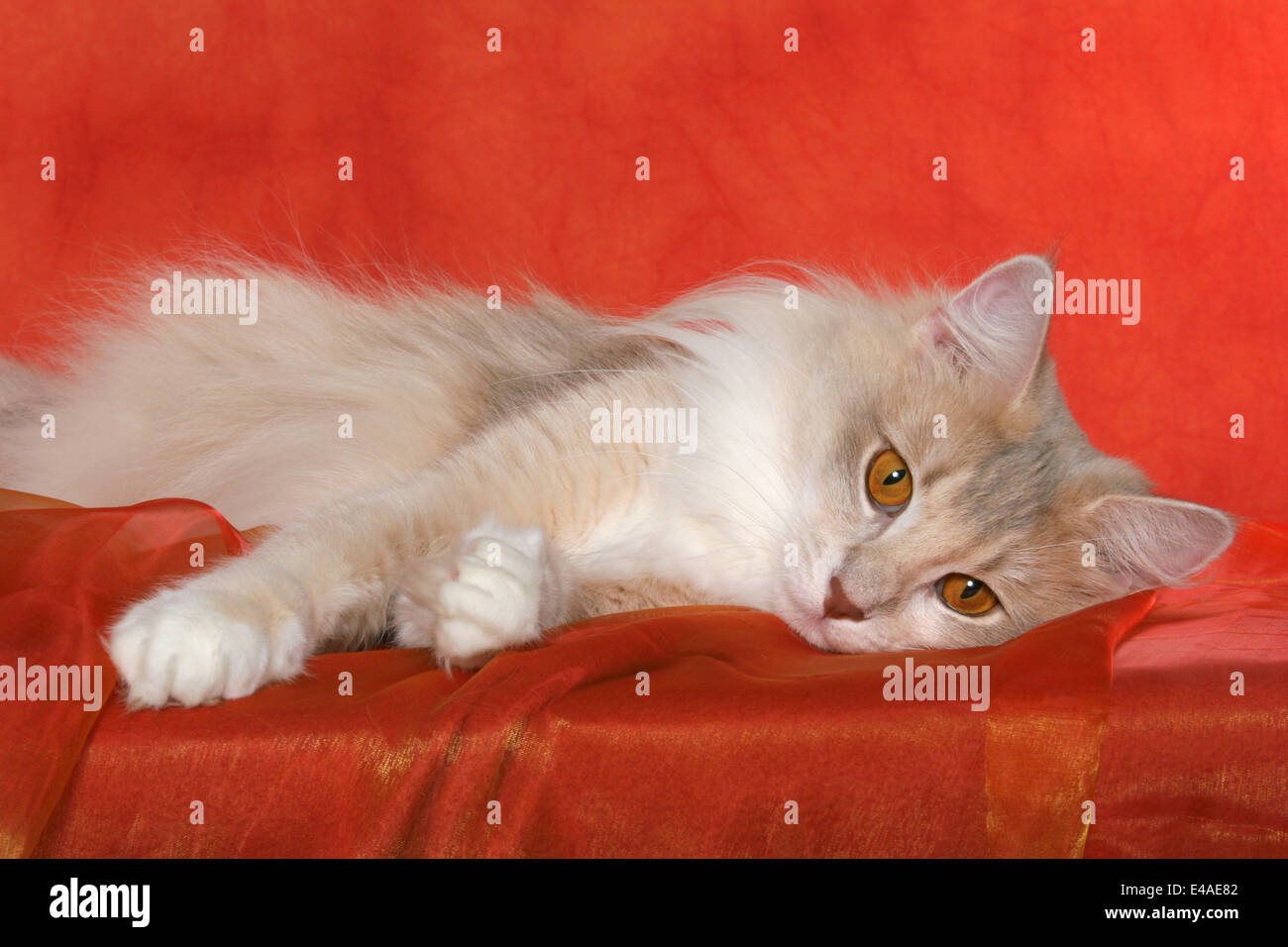 lying Norwegian Forest Cat Stock Photo Alamy