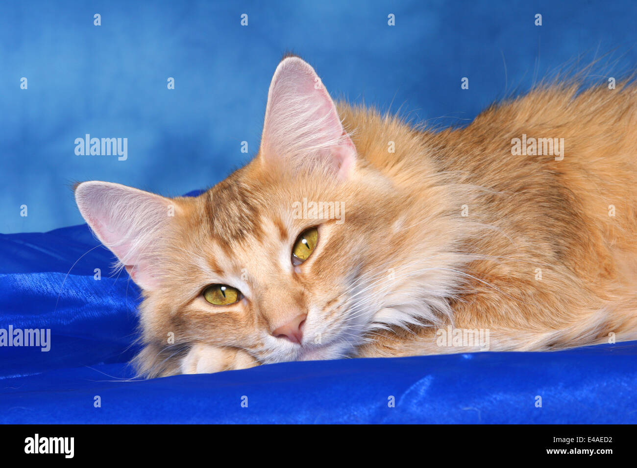 sleeping Norwegian Forest Cat Stock Photo Alamy