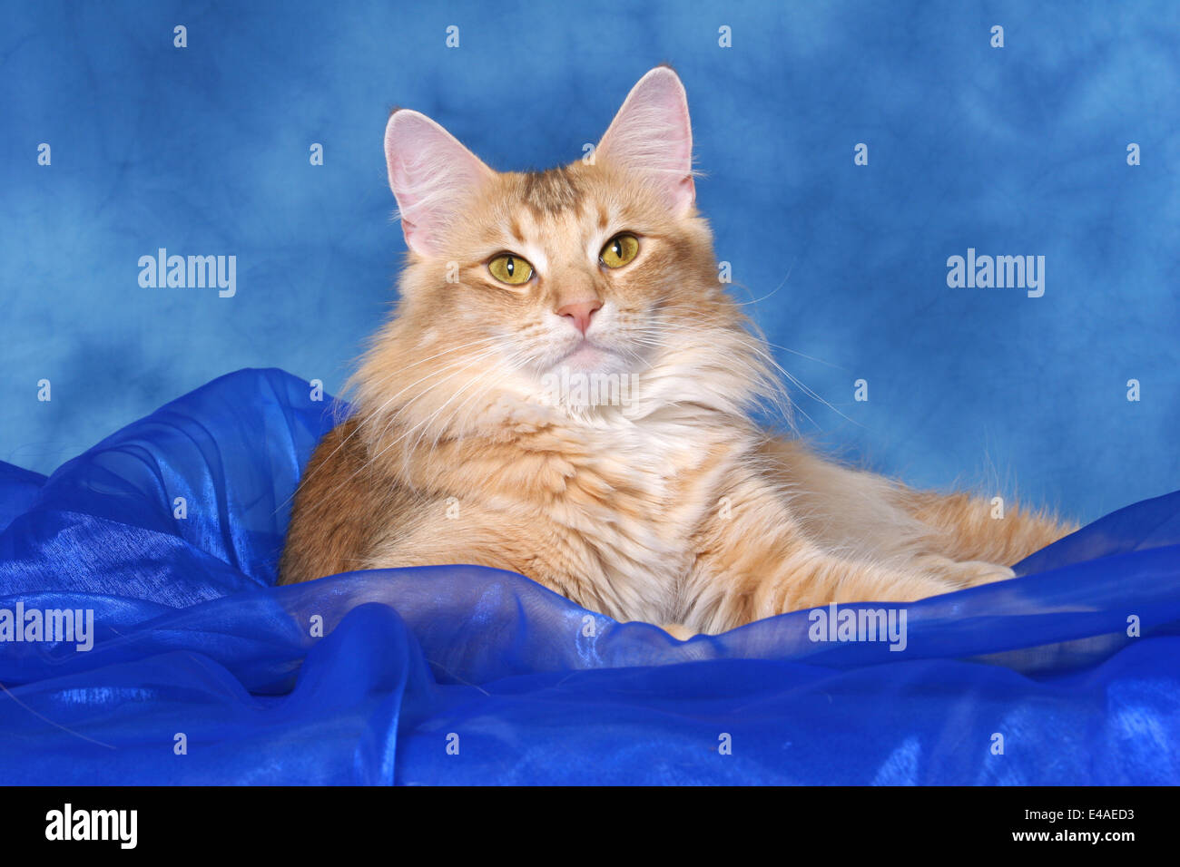 Norwegian Forest Cat Stock Photo Alamy
