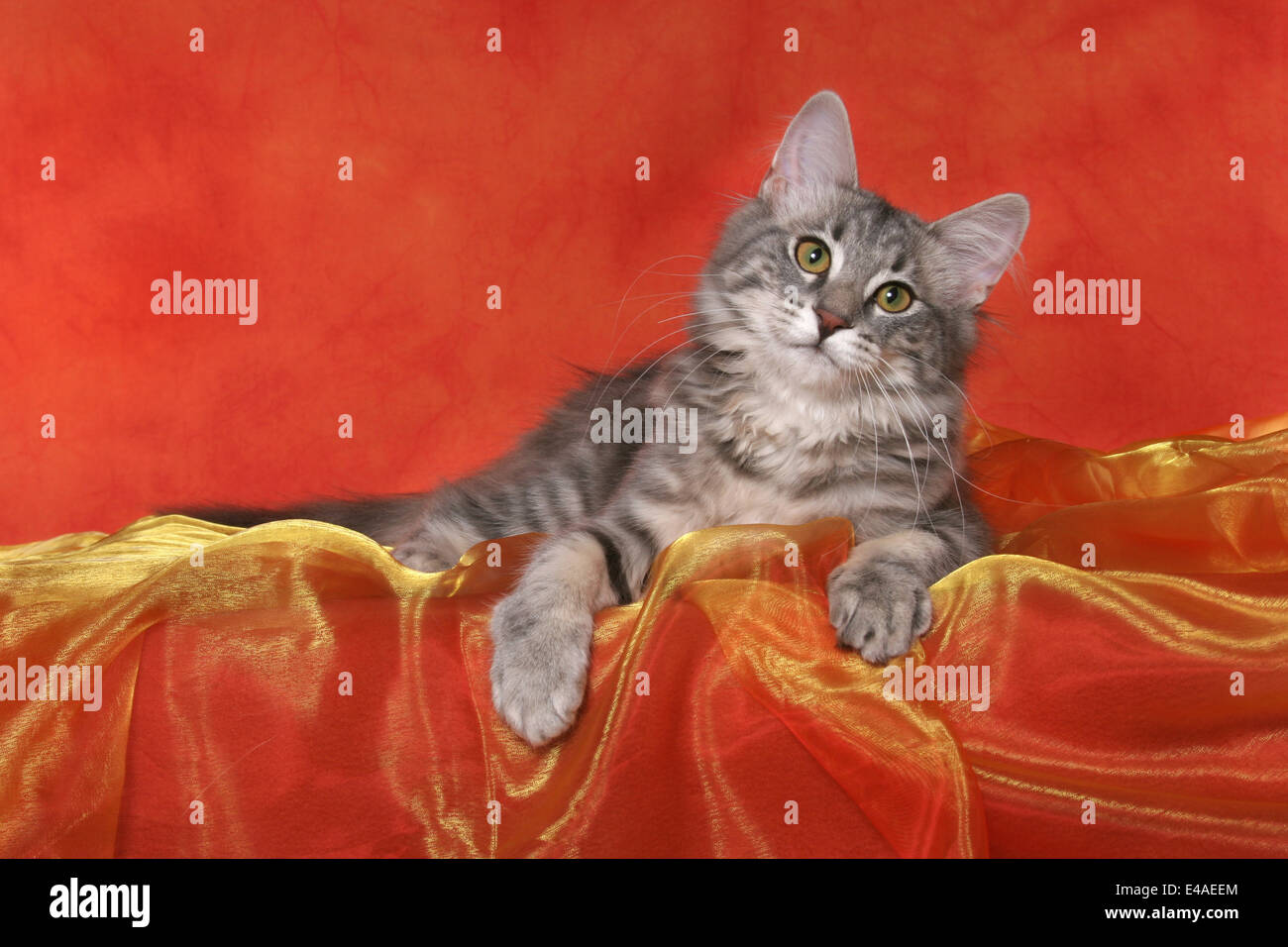 lying Norwegian Forest Cat Stock Photo Alamy