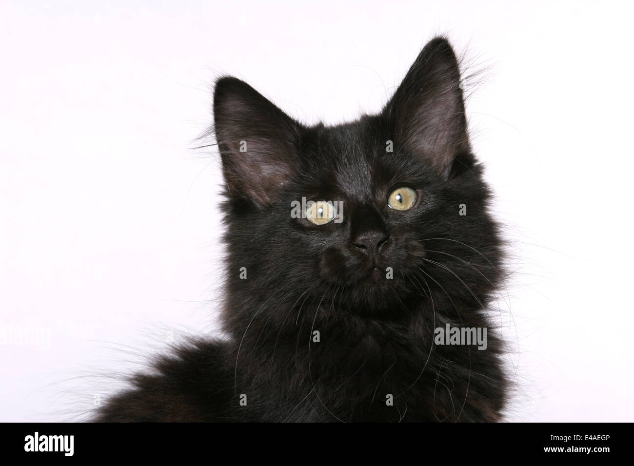 black Norwegian Forest Kitten Stock Photo Alamy