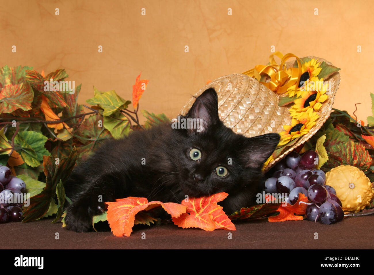 black Norwegian Forest Kitten Stock Photo