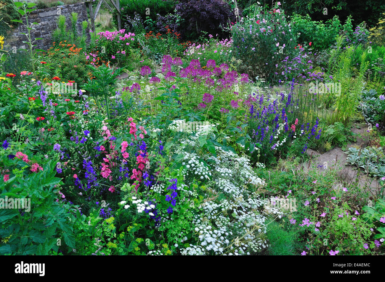 A colourful herbaceous flower garden in the summer UK Stock Photo