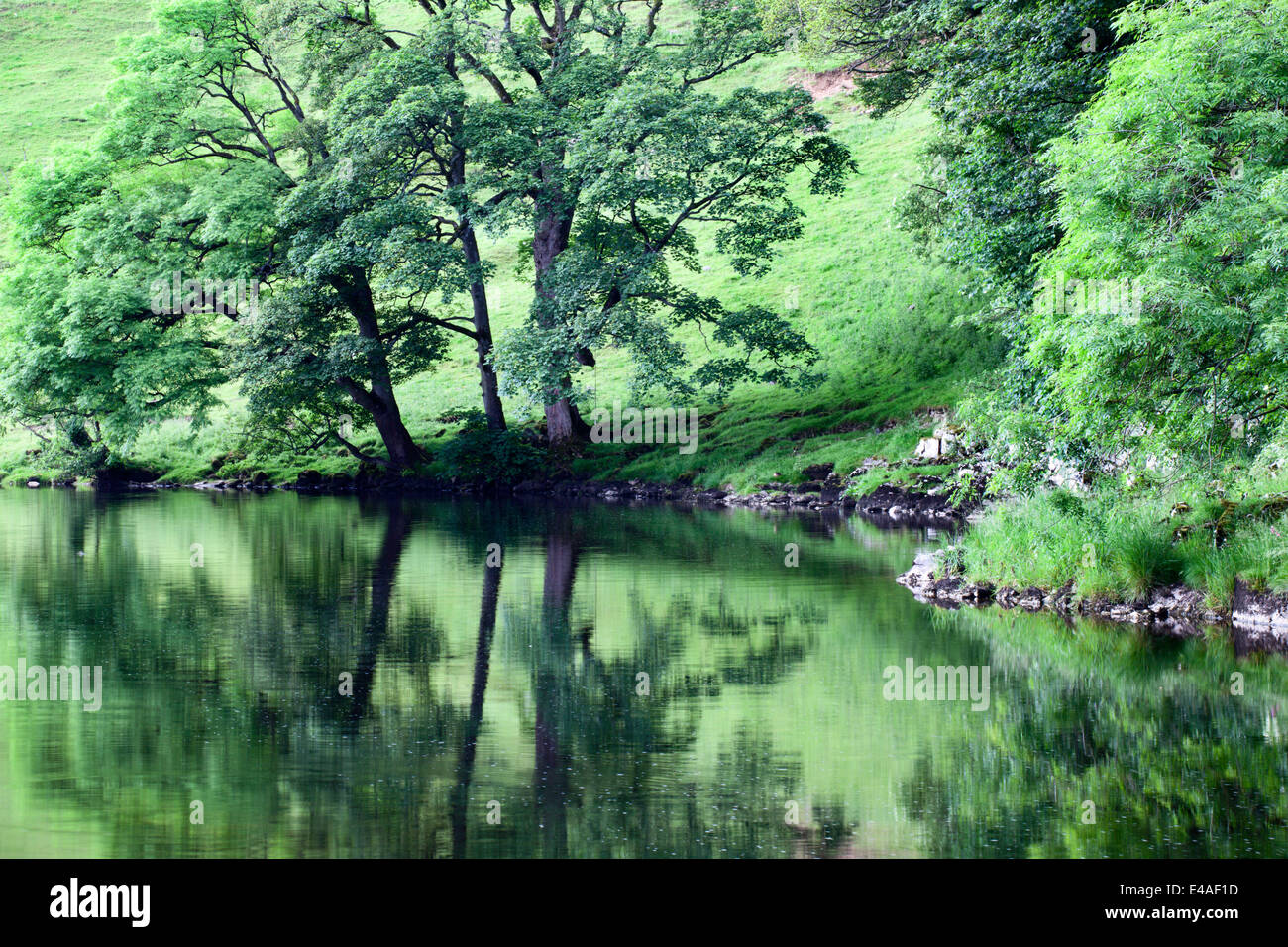 Summer Trees by the River Wharfe near Burnsall Yorkshire Dales England Stock Photo