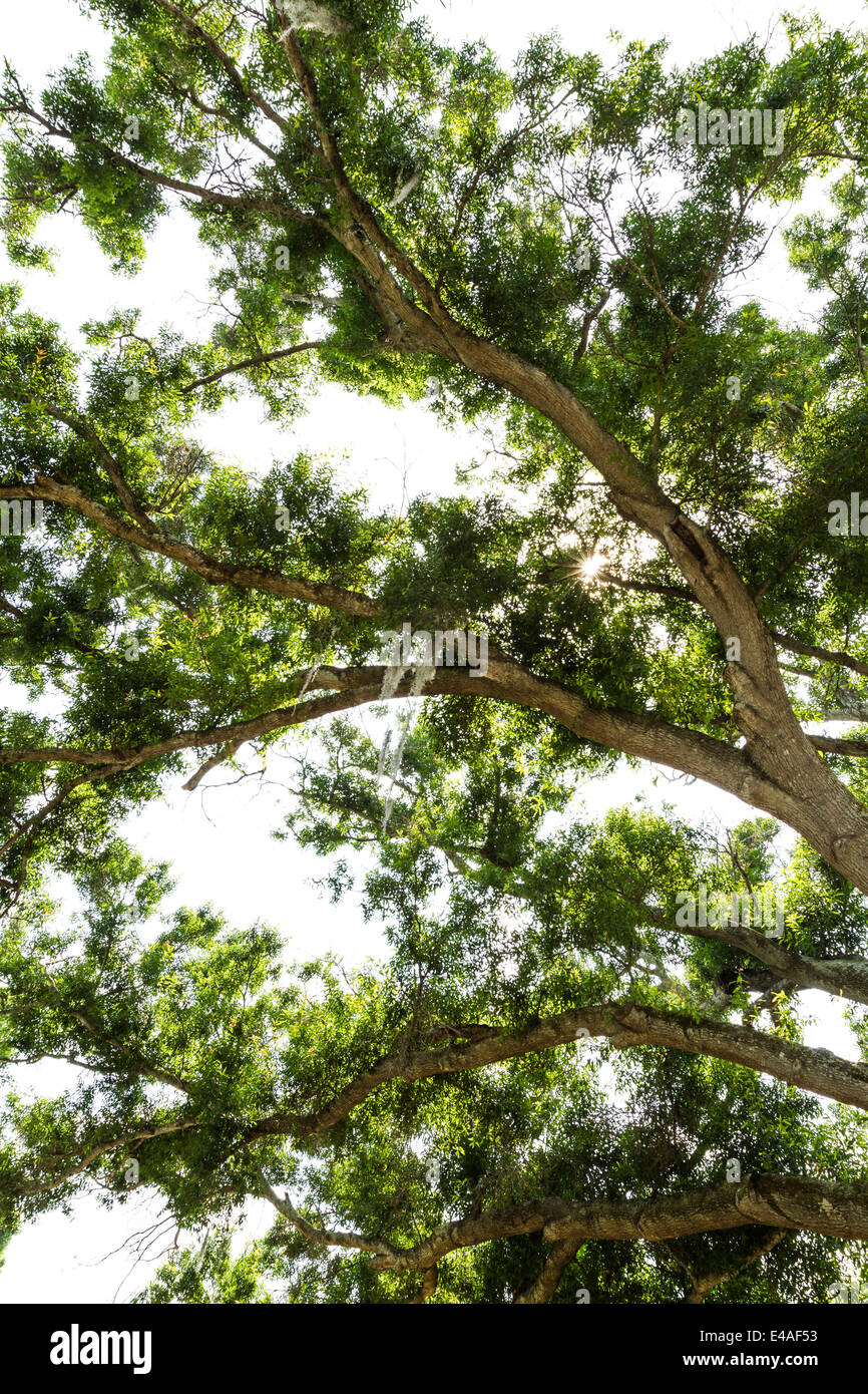 large cottonwood tree from underneath with the afternoon florida