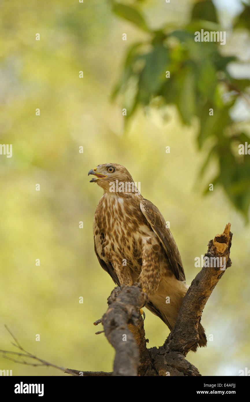 Juvenile Common buzzard (Buteo buteo) perched on a branch Stock Photo