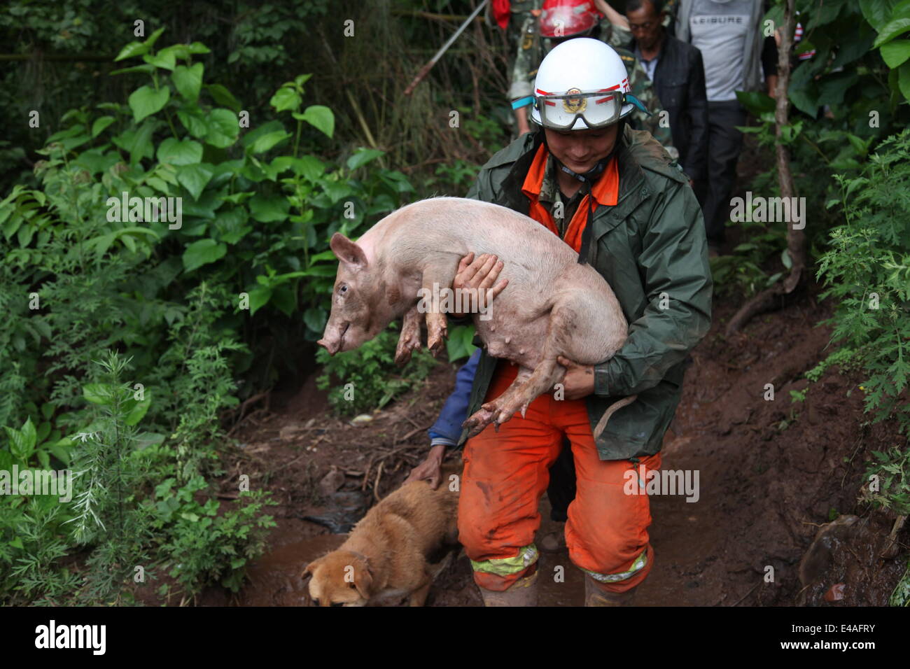 Zhaotong, China's Yunnan Province. 7th July, 2014. Rescuers transfer livestock at mudslide-hit Longtoushan Town of Ludian County in Zhaotong City, China's Yunnan Province, July 7, 2014. As of Sunday, continuous downpours battered Ludian County, leading to torrential floods and mudslides in multiple sites. By 4:00 p.m on Monday, four people were killed and seven others remained missing in rainstorm-triggered mudslides in worst-hit Longtoushan and Lehong townships. Credit:  Zhang Guangyu/Xinhua/Alamy Live News Stock Photo
