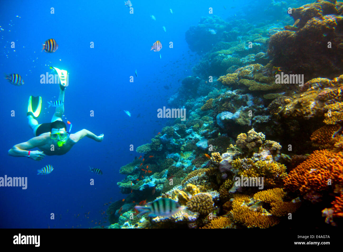 underwater shooting man, coral reef with tropical fish Stock Photo Alamy